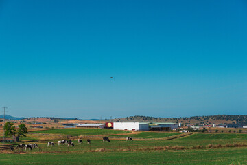 Pastoral Landscape and Cattle in Pozoblanco, Spain