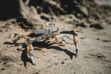 A crab on the sand ready to attack