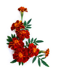 Red orange flowers of marigold ( Tagetes ) on a white background with space for text. Top view, flat lay