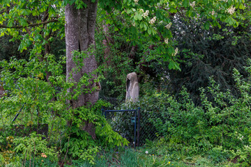 An eerie stone statue with a hood stands in the bushes next to a garden door