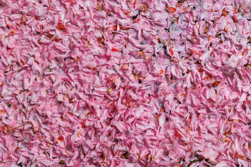 Faded pink ornamental cherry blossoms Leaves form a colourful carpet on the ground