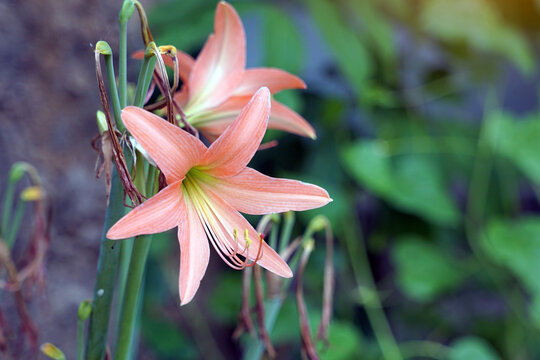 Orange Amaryllis flowers. Asian people believe that if they can be planted to flower simultaneously in all four or four directions, it will result in the grower having good fortune.