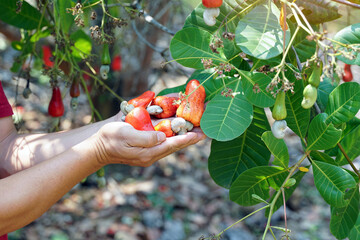 Cashew fruit in the hands of farmers. The fruit looks like rose apple or pear. The young fruit is...