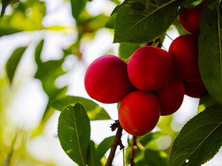 Ripe plums on a tree branch with green leaves in the background. Suitable for gardeners, fruit harvest themes, or natural food advertisements.