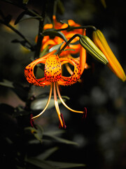 A vibrant orange tiger lily with spotted petals is in full bloom, surrounded by dark foliage; the mood is lively and fresh. This image can be used for nature-themed designs or botanical illustrations.