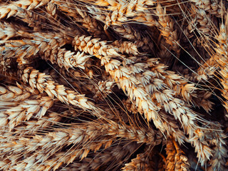 A close-up image of golden wheat sheaves, highlighting the intricate texture and rich color, ideal for agricultural or natural food product themes.