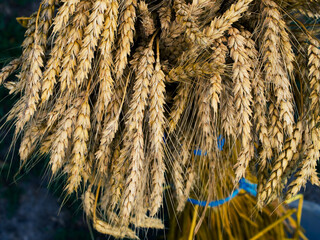 Ripe golden wheat stalks bundled together, epitomizing agricultural yield amidst a natural setting.