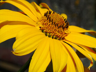 The image shows a vibrant yellow flower with a complex and detailed center.