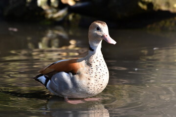 Rotschulterente,  Callonetta leucophrys