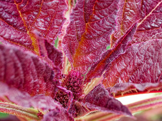 Close-up capturing the intricate patterns on reddish leaves.