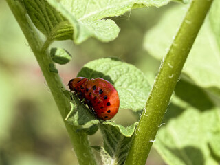 Vibrant green foliage hosts a red and black-spotted caterpillar.