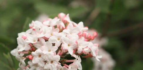 Viburnum carlesii. Viburnum bush with small pink and white flowers. Snowball viburnum flowers,...