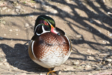 Enten, Brautente,  Aix sponsa