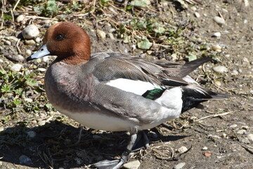 Enten,  Pfeifente, Mareca penelope, Syn.: Anas penelope