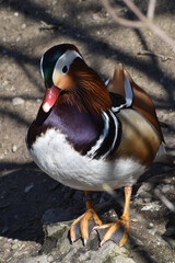 Mandarinente,  Aix galericulata