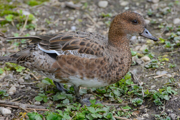Enten,  Pfeifente, Mareca penelope, Syn.: Anas penelope