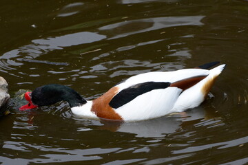 Brandgans, Tadorna tadorna