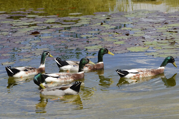 Wildente,  Laufente,  Anas platyrhynchos