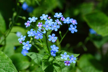 Obraz premium forget me not flowers