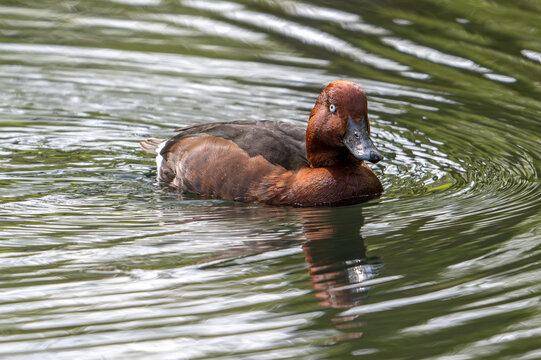 Ferruginous duck or ferruginous pochard or common white-eye or white-eyed pochard (Aythya nyroca) male swimming in pond