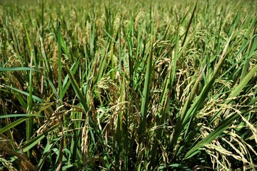 Rice field in countryside of Indonesia