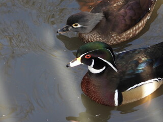 Enten, Brautente,  Aix sponsa