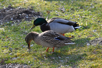 Wildente,  Stockente,   Anas platyrhynchos