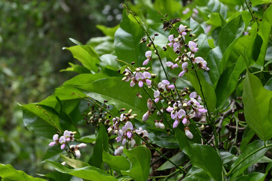 Purplish flowers and buds that are blooming in flower clusters on an Indian beech tree