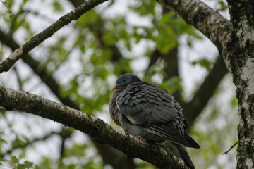pigeon on a birch
