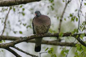 pigeon on a birch