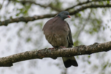 pigeon on a birch