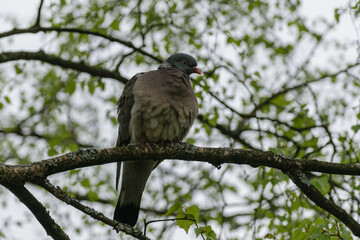 pigeon on a birch
