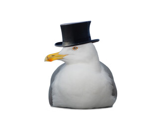 Seagull sitting with a cylindrical hat isolated on a white background