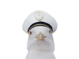 Seagull in a sea captain's cap isolated on a white background
