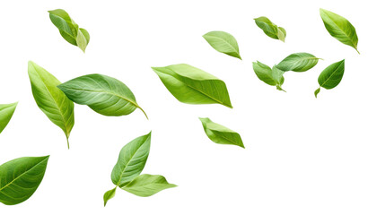 PNG Green backgrounds plant leaf. 