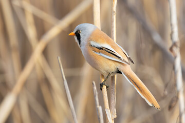 tiny and colorful male bearded reedling