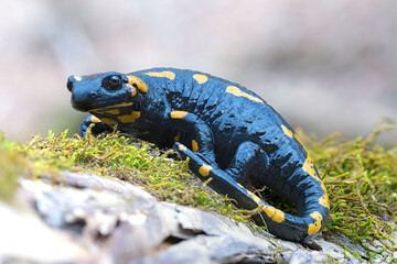 fire salamander focus stack