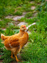 A crisp photo of a brown chicken navigating through dense green grass, exuding calmness and the raw beauty of nature.