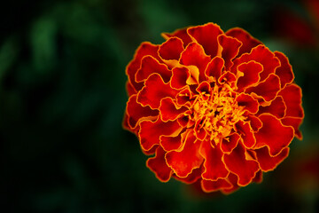 A close up of a red flower with yellow center. The flower is in full bloom and has a vibrant, eye-catching appearance. Marigold flower close-up. Orange marigold on a blurry background.