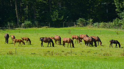 Pferde auf der Weide