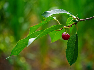 A ripe cherry on a thin stem, connected to a twig, is highlighted against out-of-focus leaves.