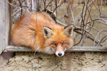 red fox by the window