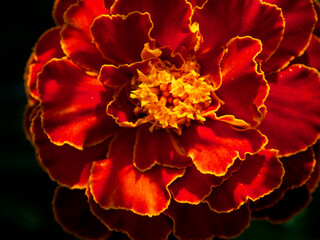 Floral Contrast: Red and yellow marigold close-up; dark backdrop highlights vibrant colors. Uses: Botanical studies, gardening guides, decorative imagery.