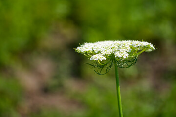 A close-up of a white flowering plant with a green stem, set against a blurred green background. - obrazy, fototapety, plakaty