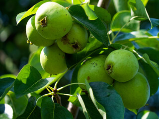 Green pears hanging on a tree, surrounded by lush leaves, under sunlight.