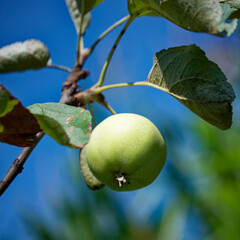 A green apple hangs from a branch, surrounded by leaves.