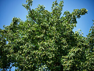 Fototapeta na wymiar A lush green tree with unripe fruits under a clear blue sky, symbolizing growth and potential. Suitable for environmental or agricultural themes.