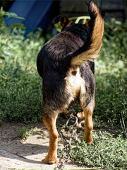 Rear view of a chained dog in a green outdoor setting, highlighting issues of animal confinement. Ideal for content on pet ownership responsibilities.