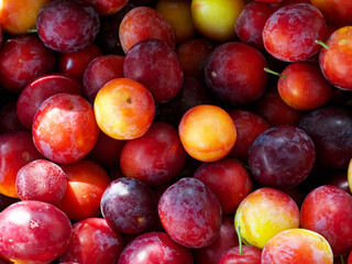 A vibrant mix of fresh plums in various shades of red, orange, and yellow. Ideal for food blogs or nutritional guides.