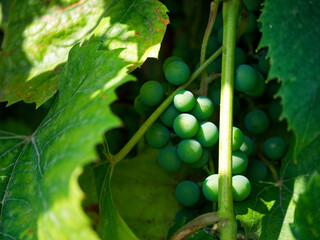 A close-up of green grapes on a vine, unripe and bathed in sunlight, suggesting early stages of growth.